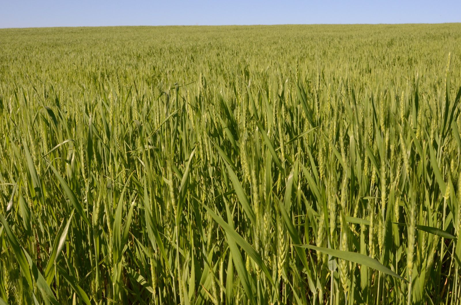 Campo de Agricultura