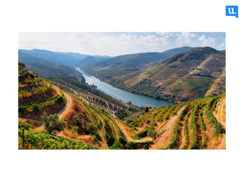 vista do alto douro vinhedos portugal