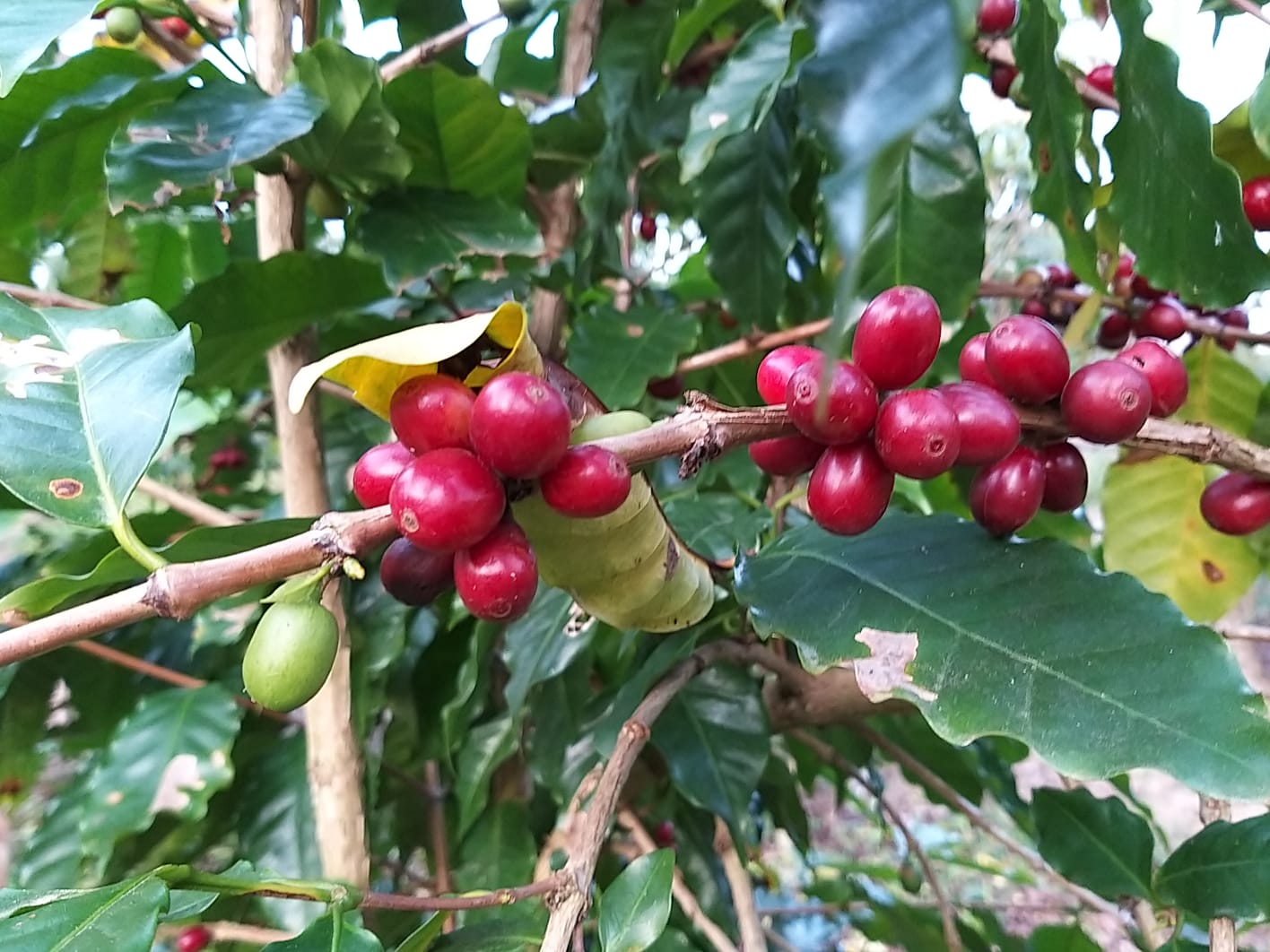 Café de Santa Catarina