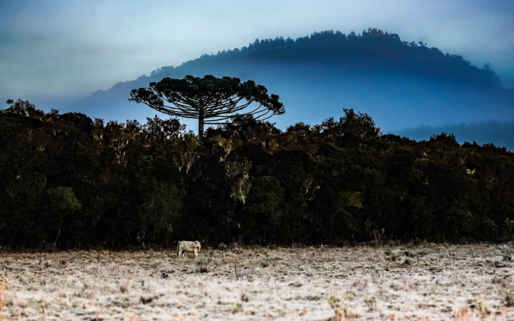 A geada deverá ocorrer de forma ampla entre o Extremo Oeste, Oeste, Meio-Oeste e Serra A geada deverá ocorrer de forma ampla entre o Extremo Oeste, Oeste, Meio-Oeste e Serra