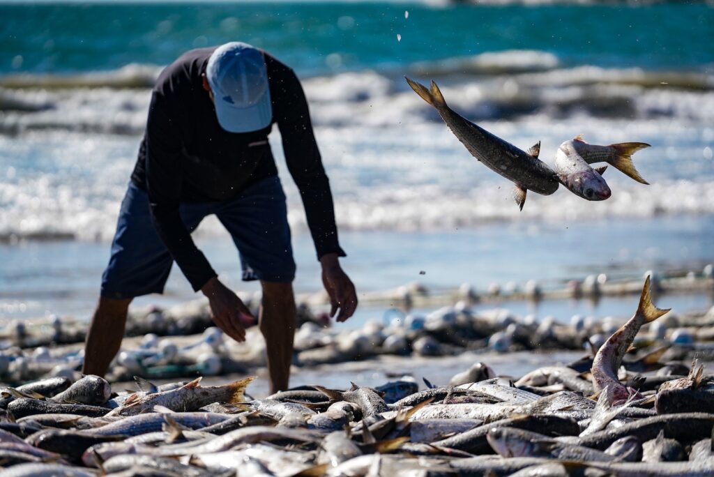 Elo mais frágil da corrente que une a burocracia ambiental e o interesse industrial, o pescador catarinense precisa ser protegido na batalha da tainha. Foto: Ricardo Wolffenbüttel, Secom-SC.